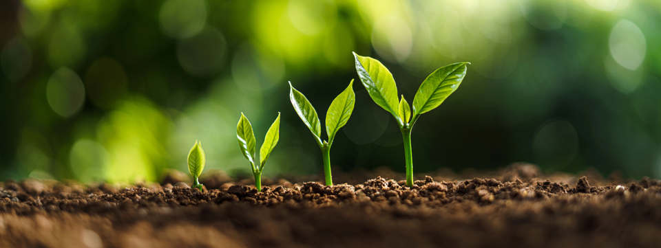 Automatic Wealth Building